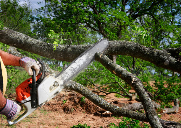 Dead Tree Removal in Castle Point, MO